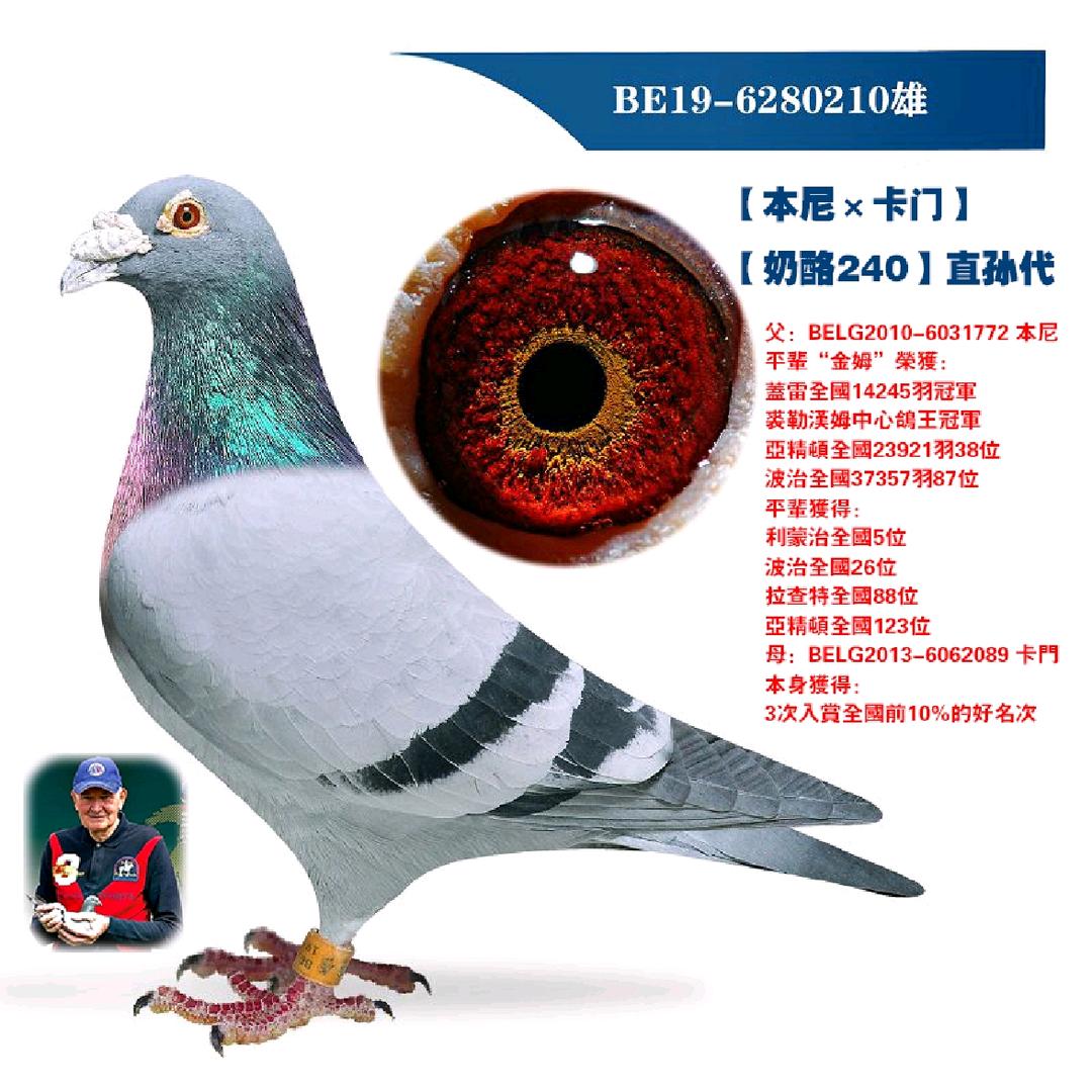 🕊鸽🕊