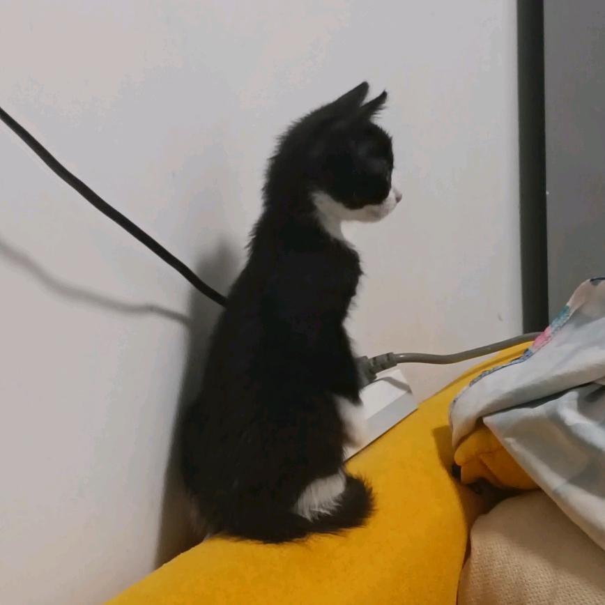 一只猫.