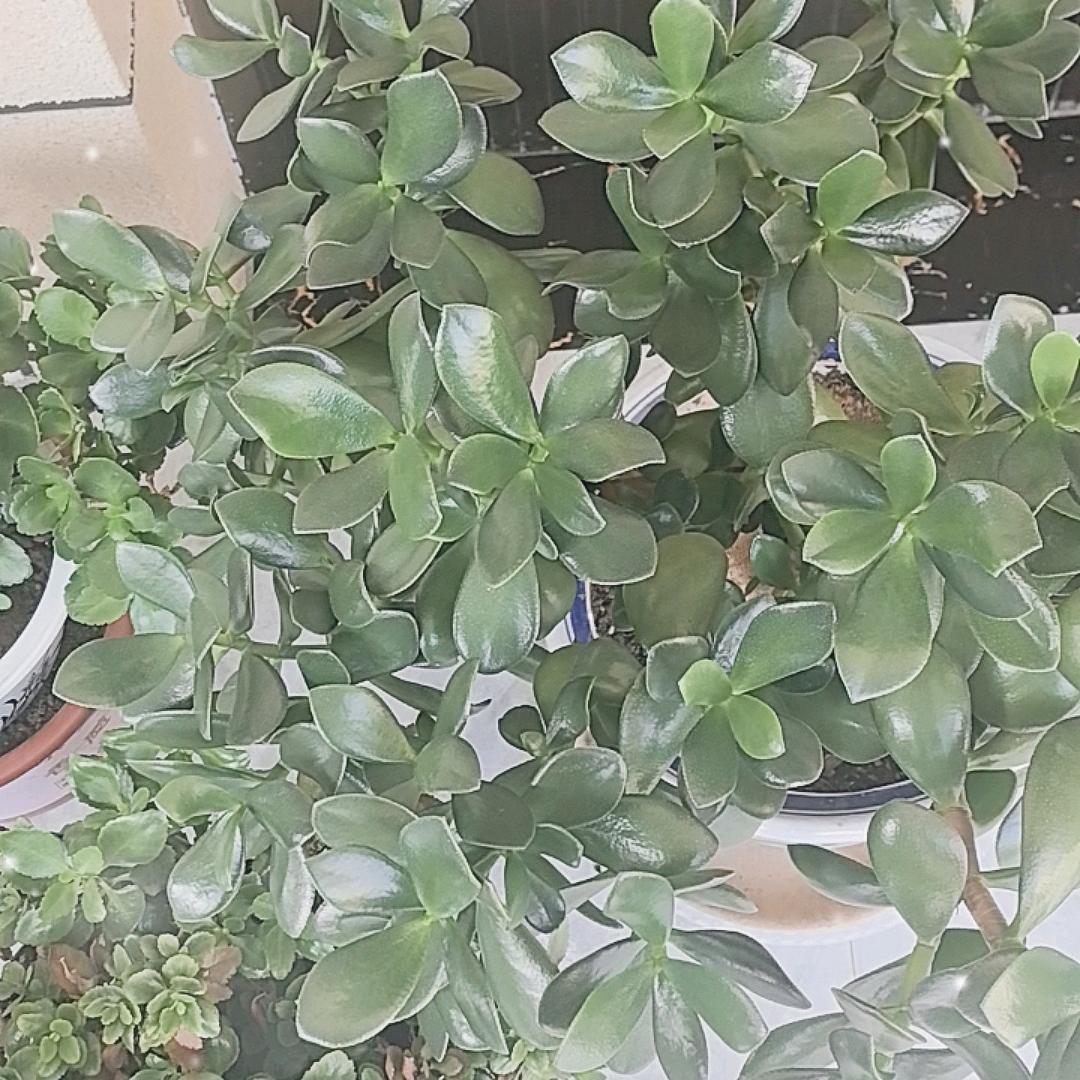 我的心上人