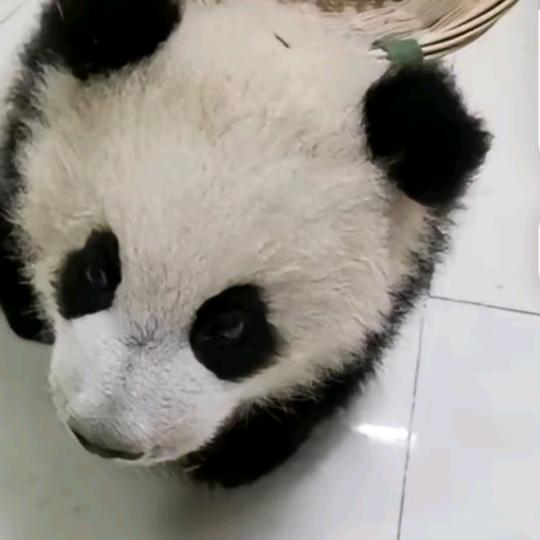 可乐哥