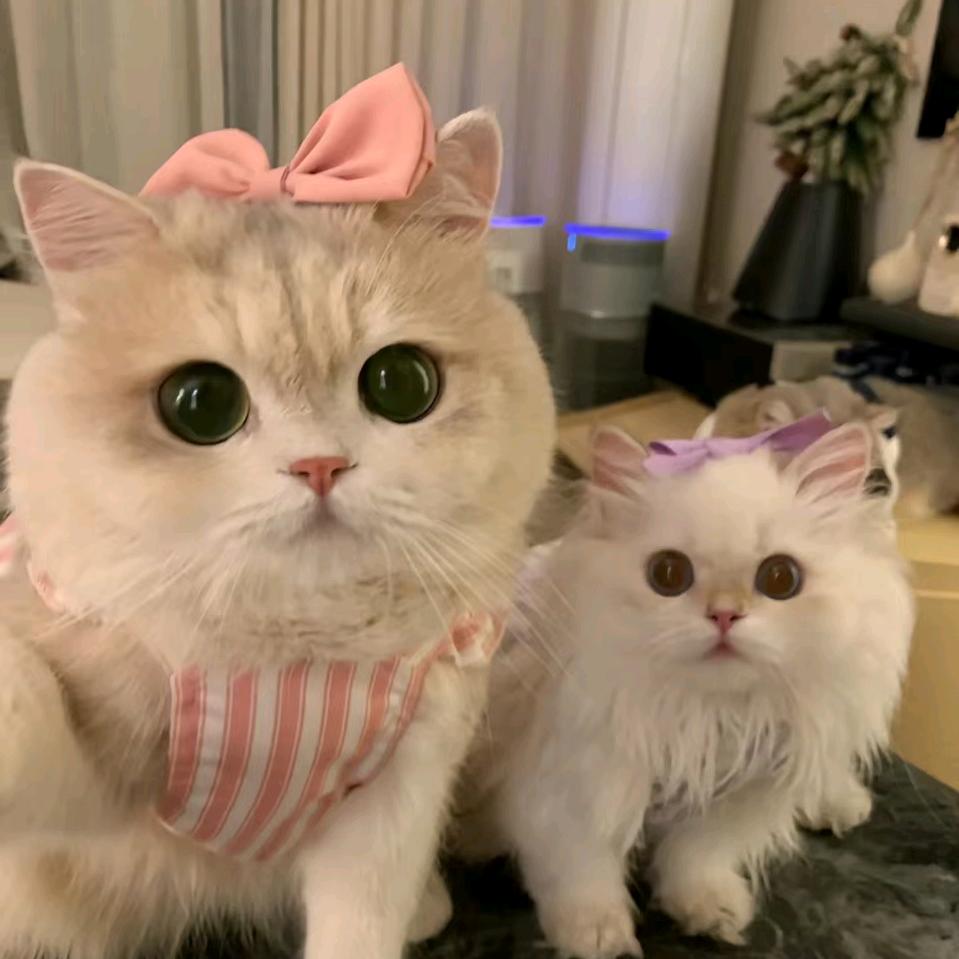 小可乐