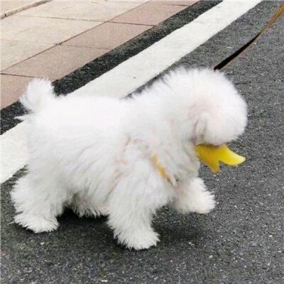 王手