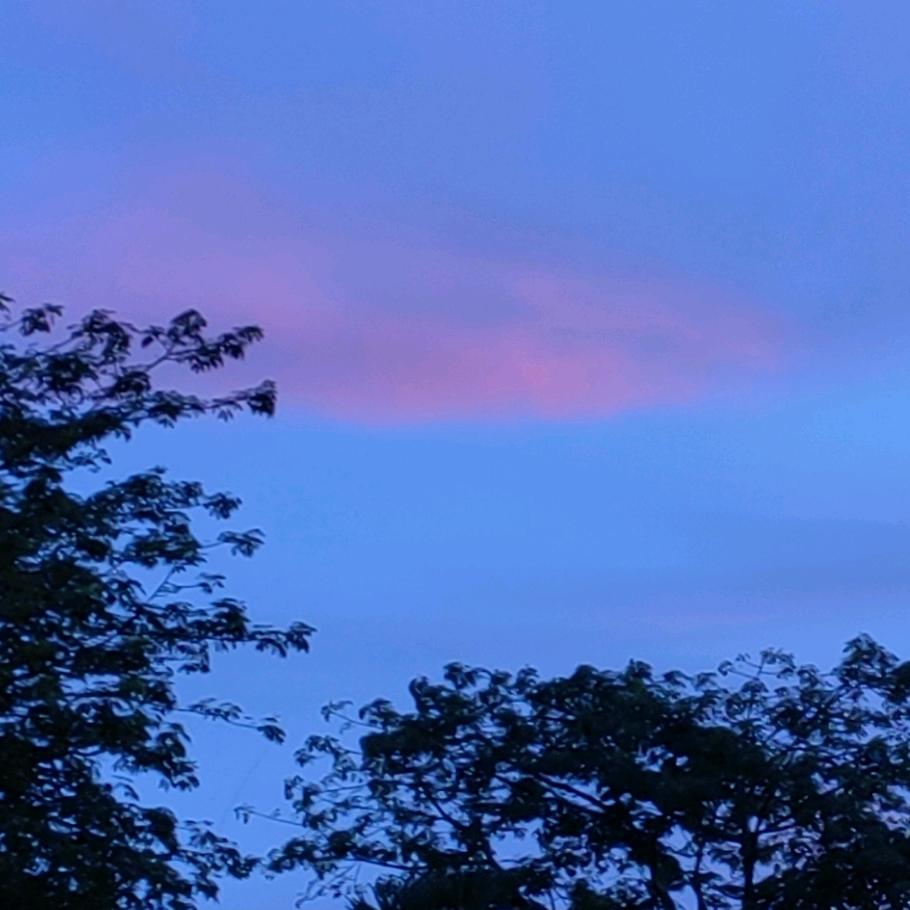 迎风就会飞翔的鲸