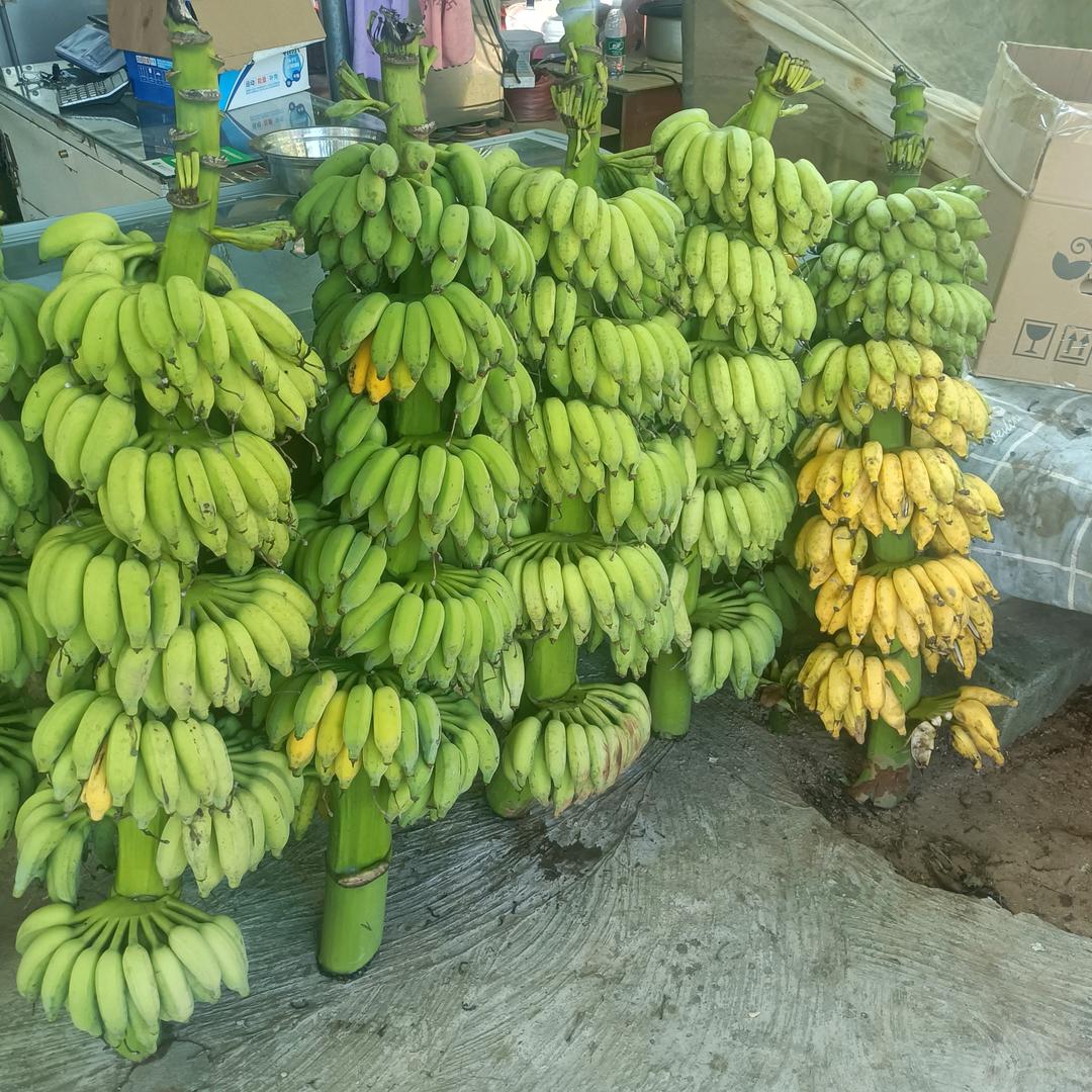 有善有德