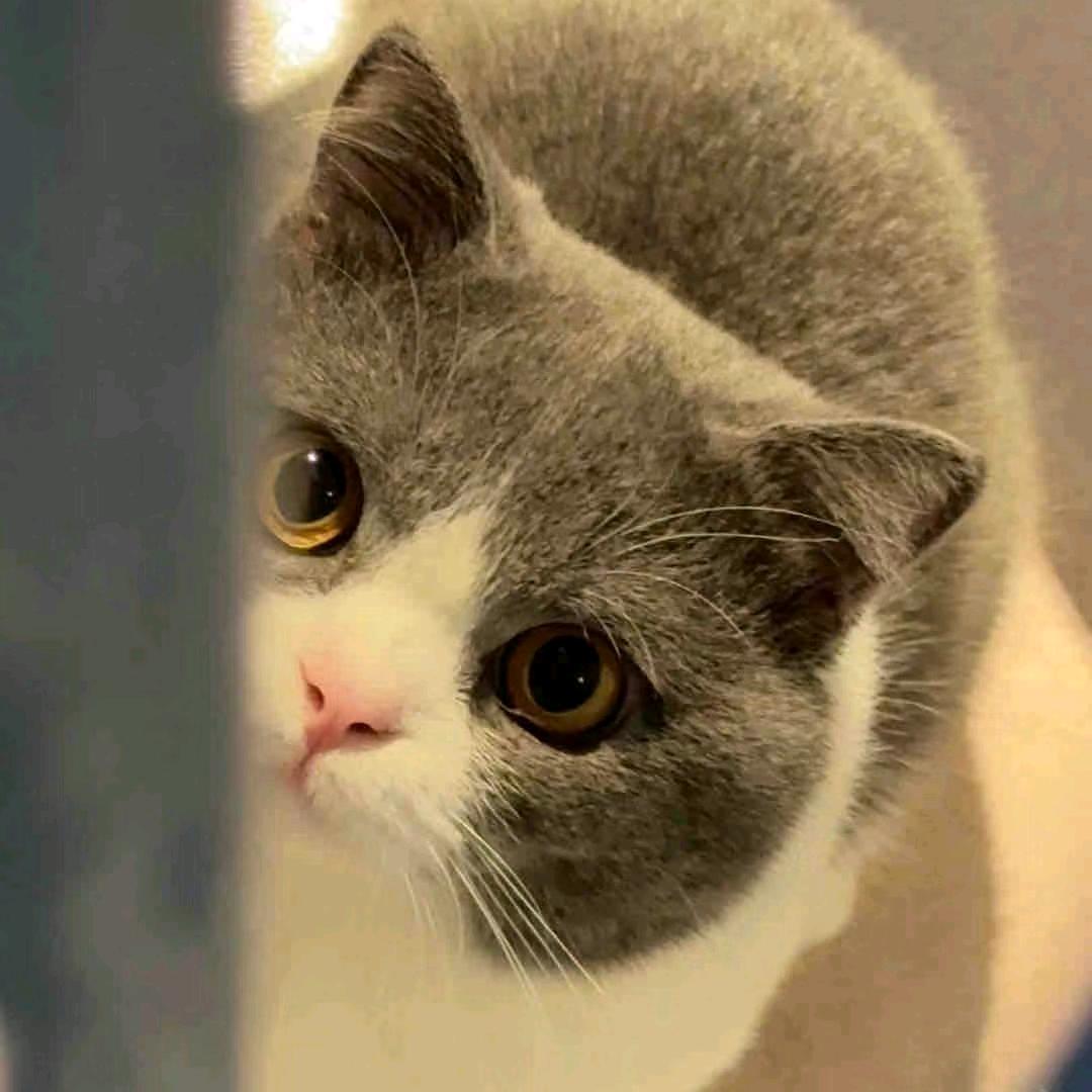 拆解猫数码（学习版）