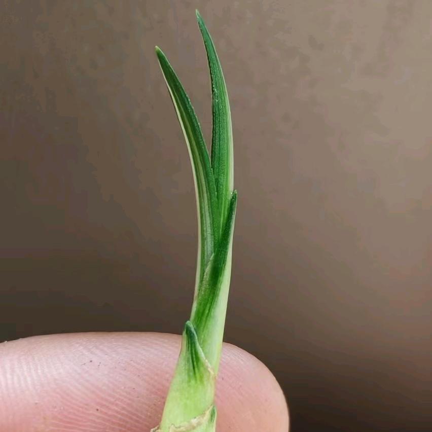 艺品慕兰