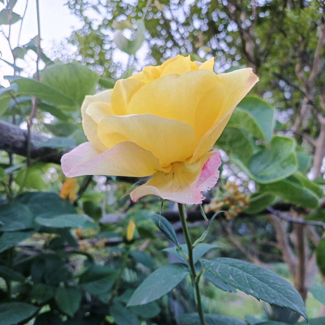 袖珍小土豆