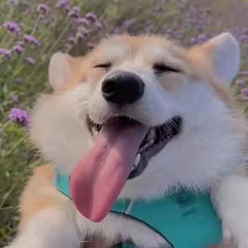 小番茄✨