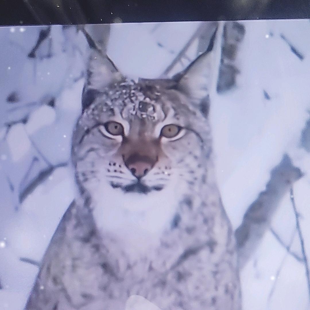 山猫