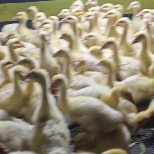 重庆脱温鹅羽沐云歌