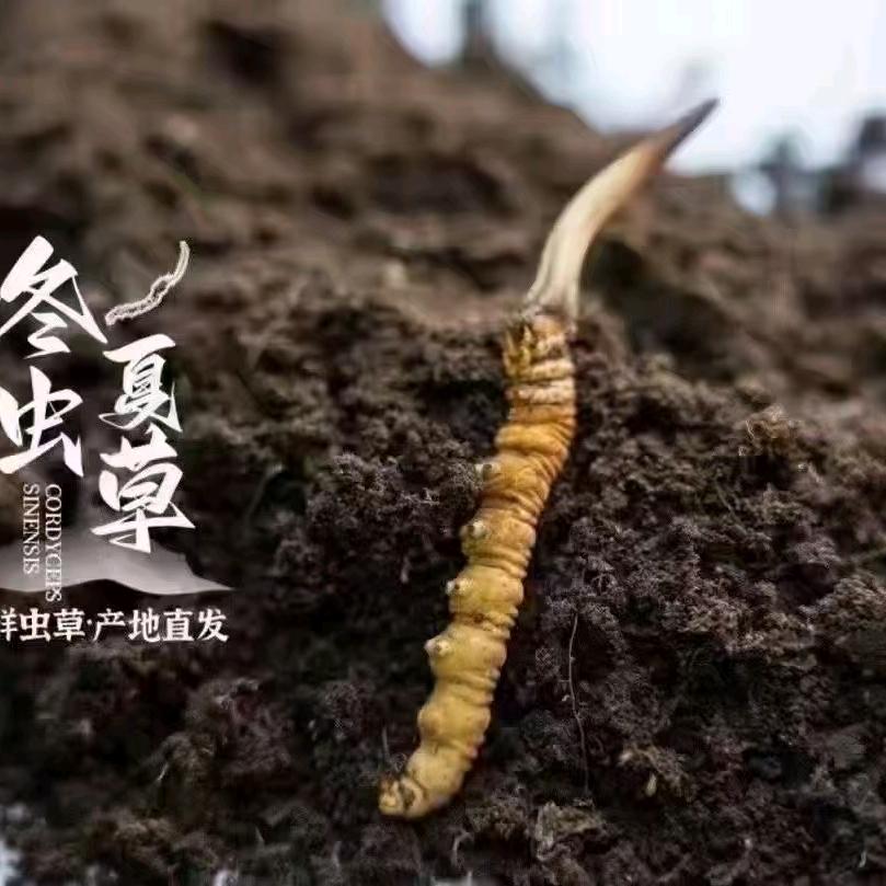 冬虫夏草鲜草季