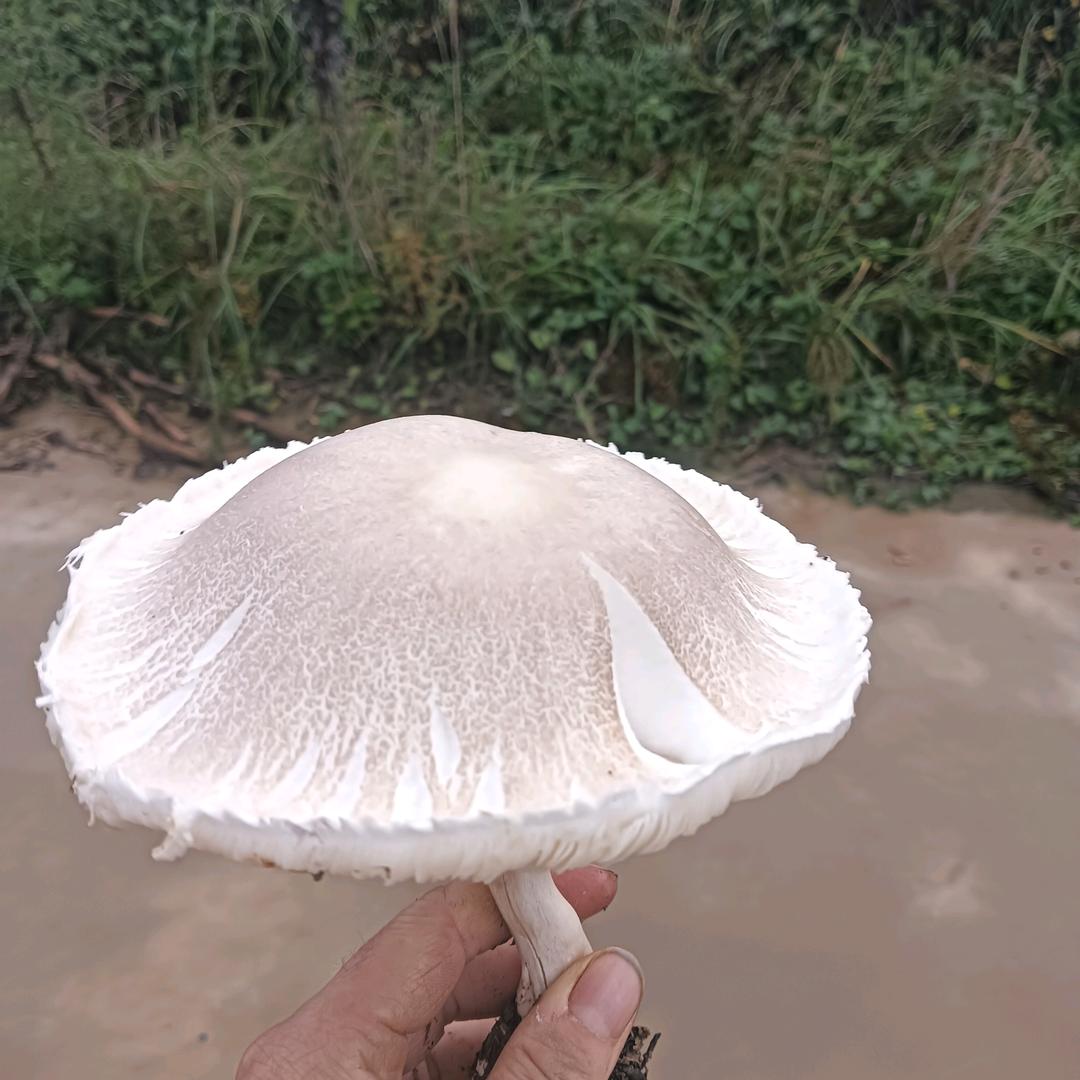 韩真真