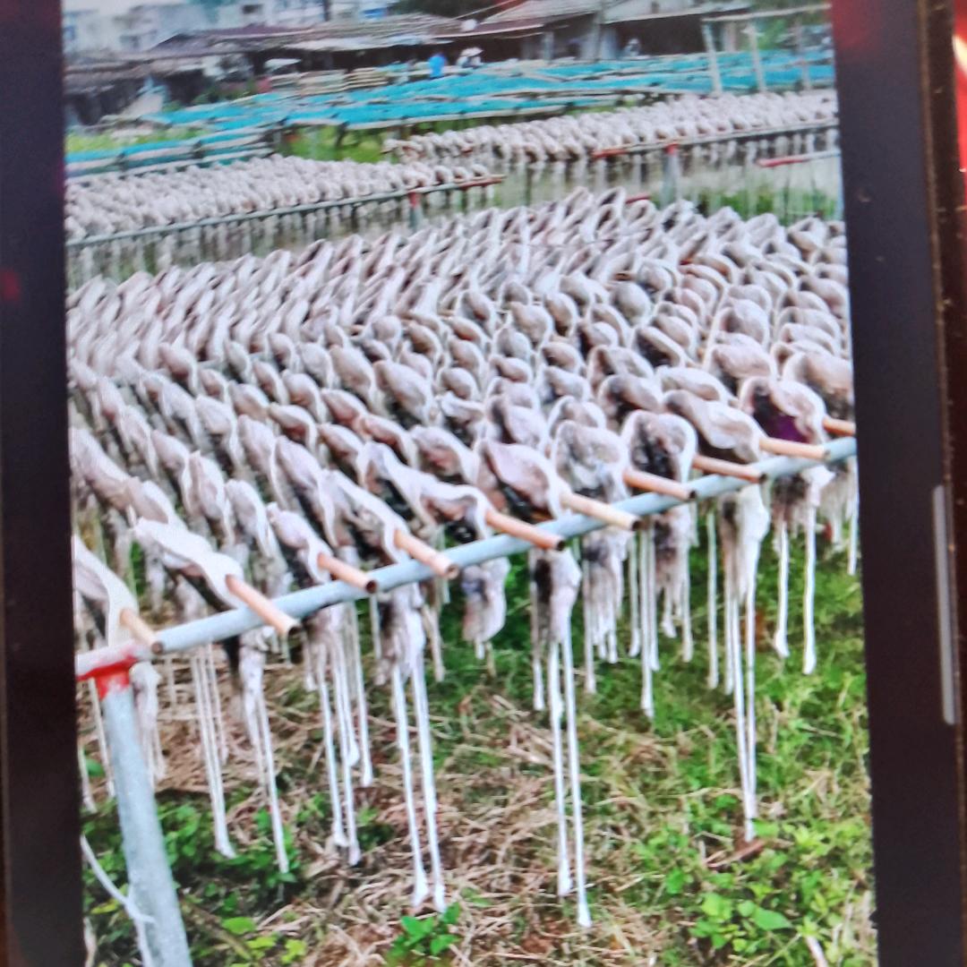 9淡如水