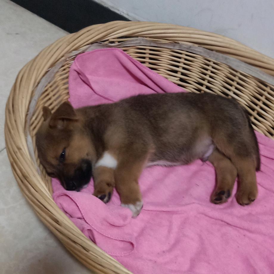 @C'AI💫: 携手辉黄୧⍤⃝🎀