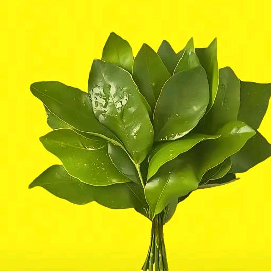 三个棉袄一个貂