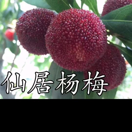 小深家庭农场，仙居杨梅