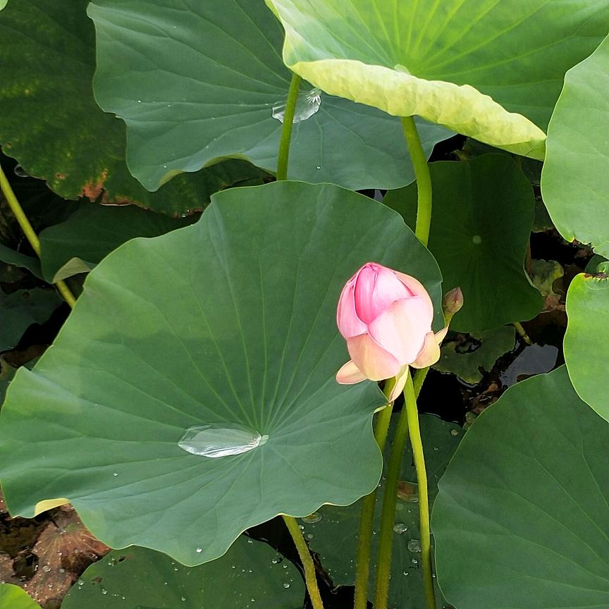 风清
