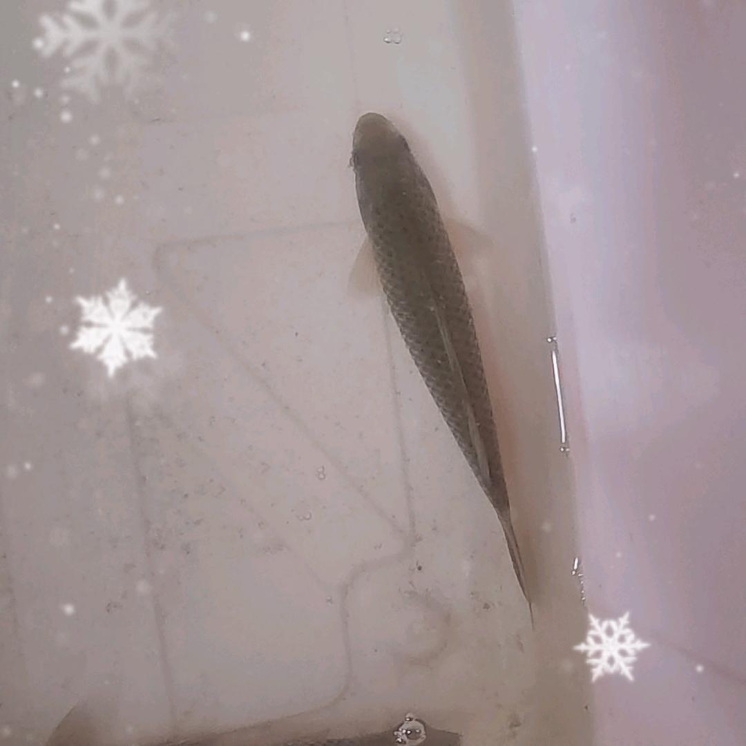 老王爱钓鱼