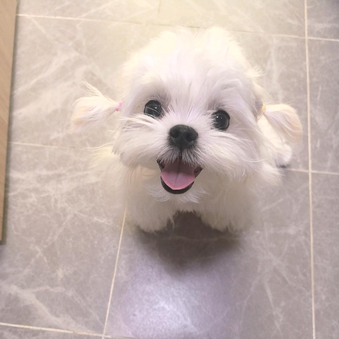 小马的马尔济斯