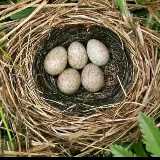 《毛哥》河东村宏发育雏小鸡二十年老厂