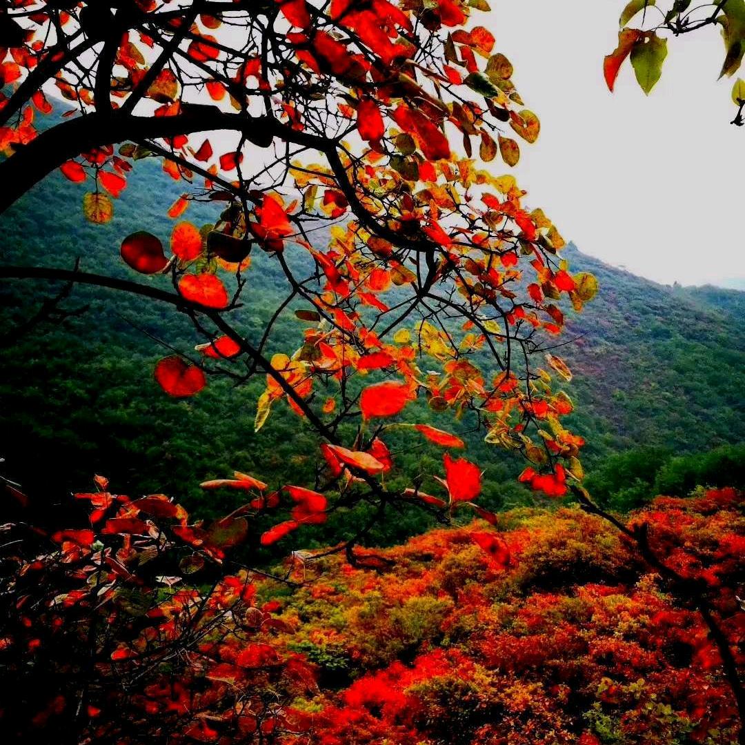 故乡魂（大山里的汉子）