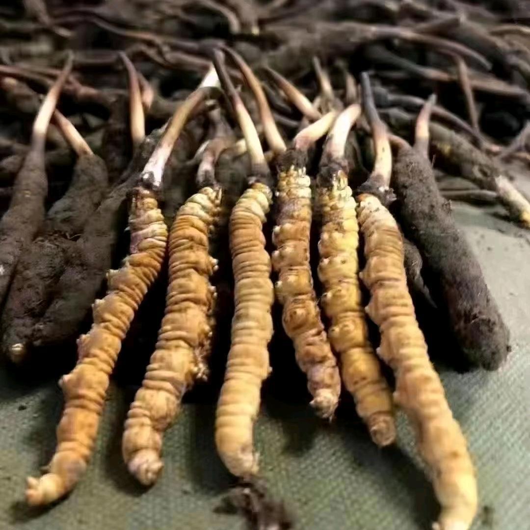 赵小赵～虫草