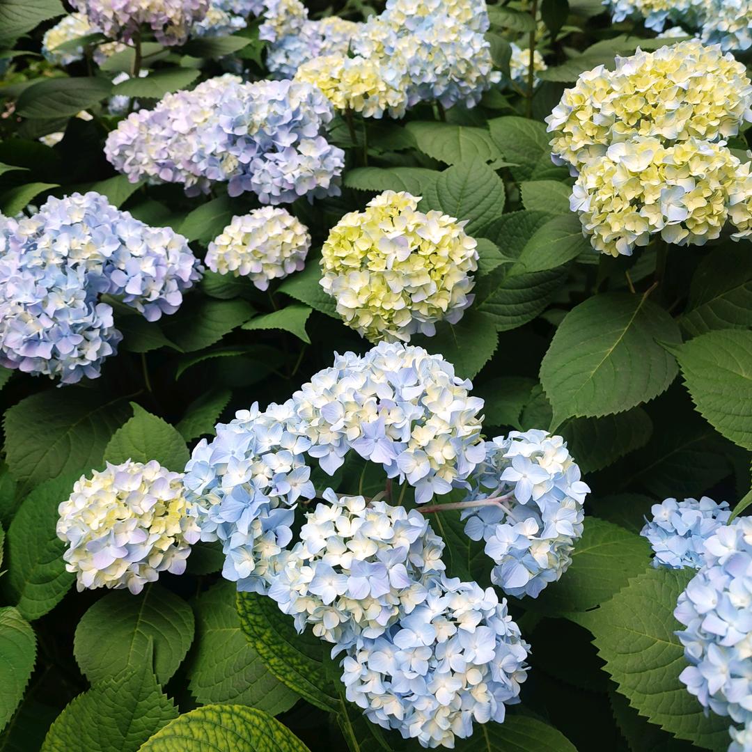 负手青天