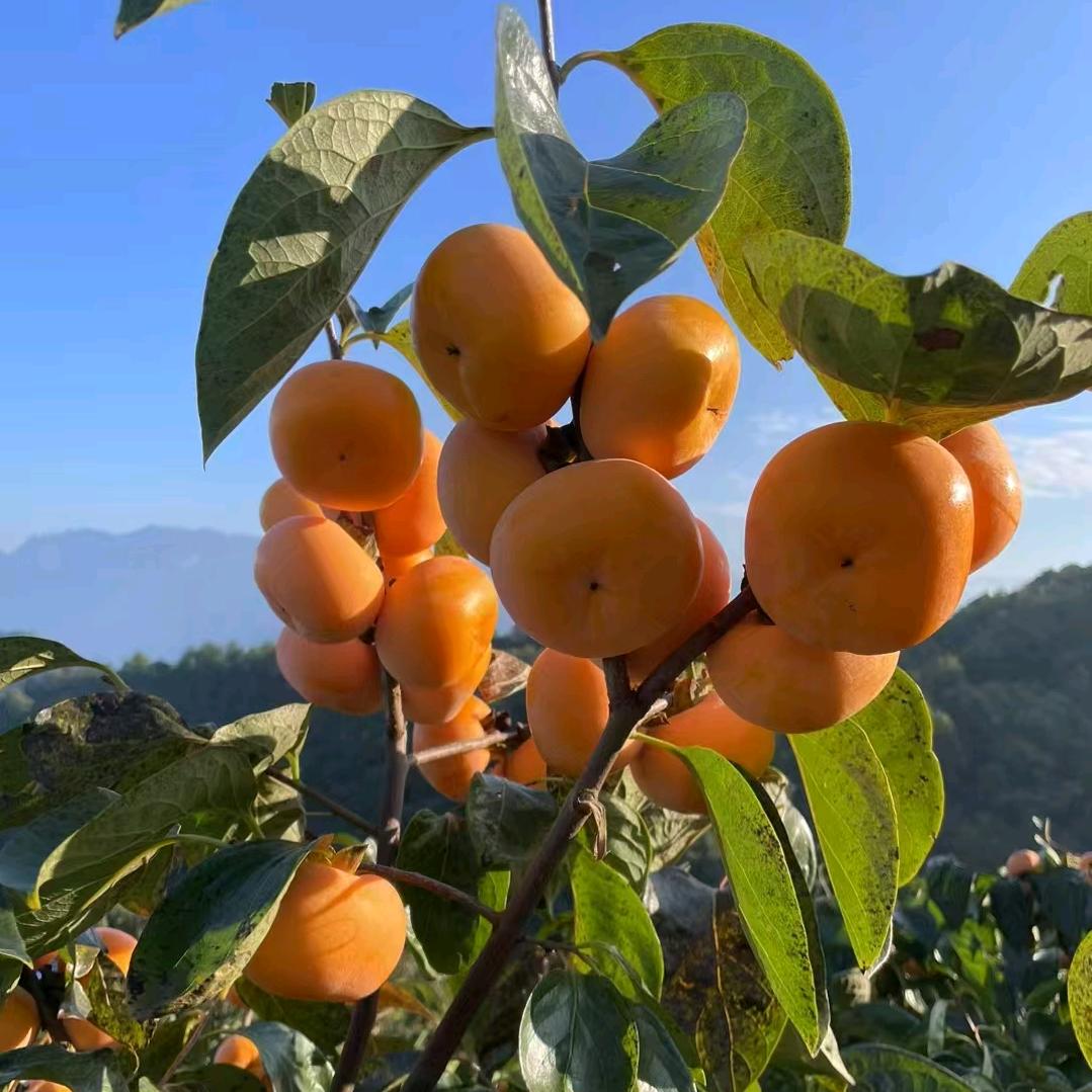 杨梅俸家女:娟姐