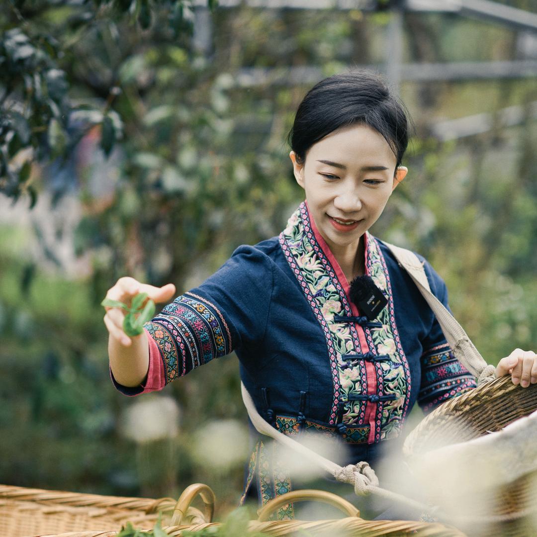 若西普洱茶