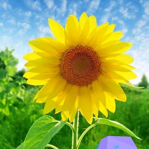 梦孟