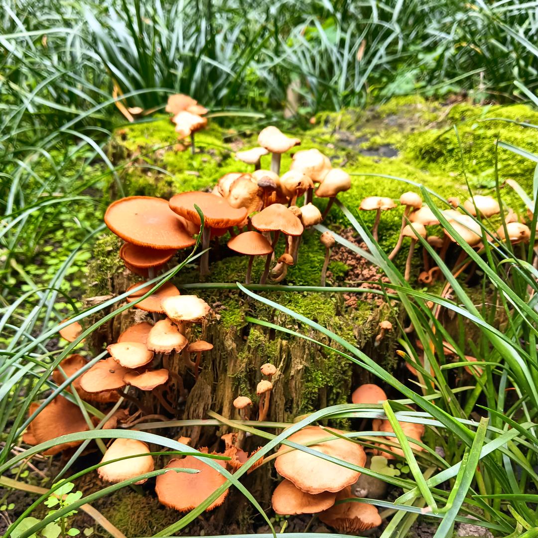 窗棂一线