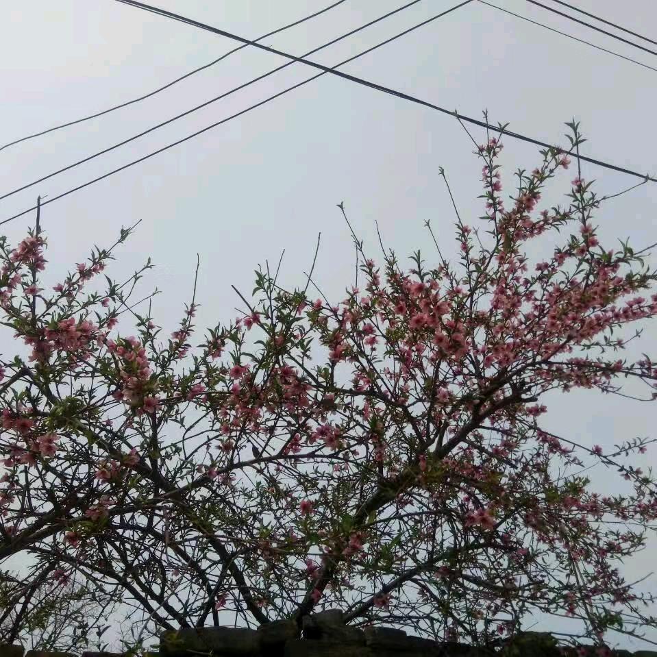 梦想，