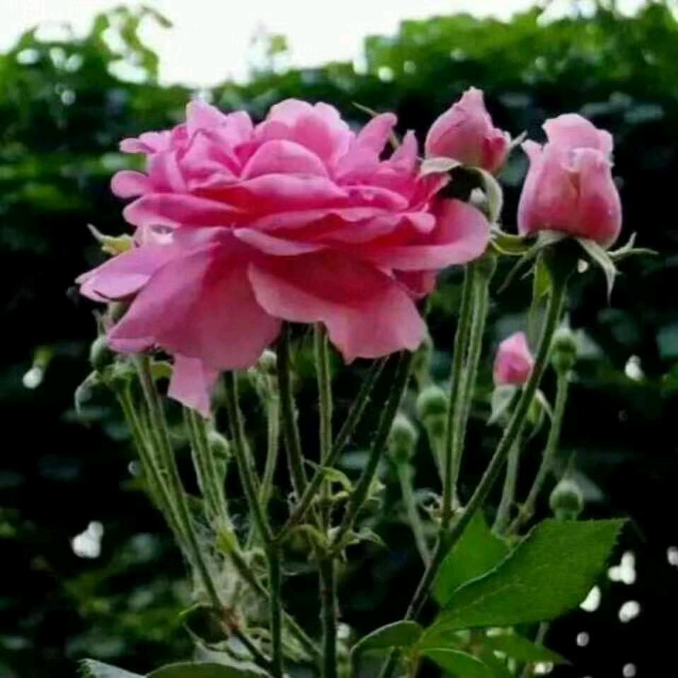 安徽固镇拍痧玉娟