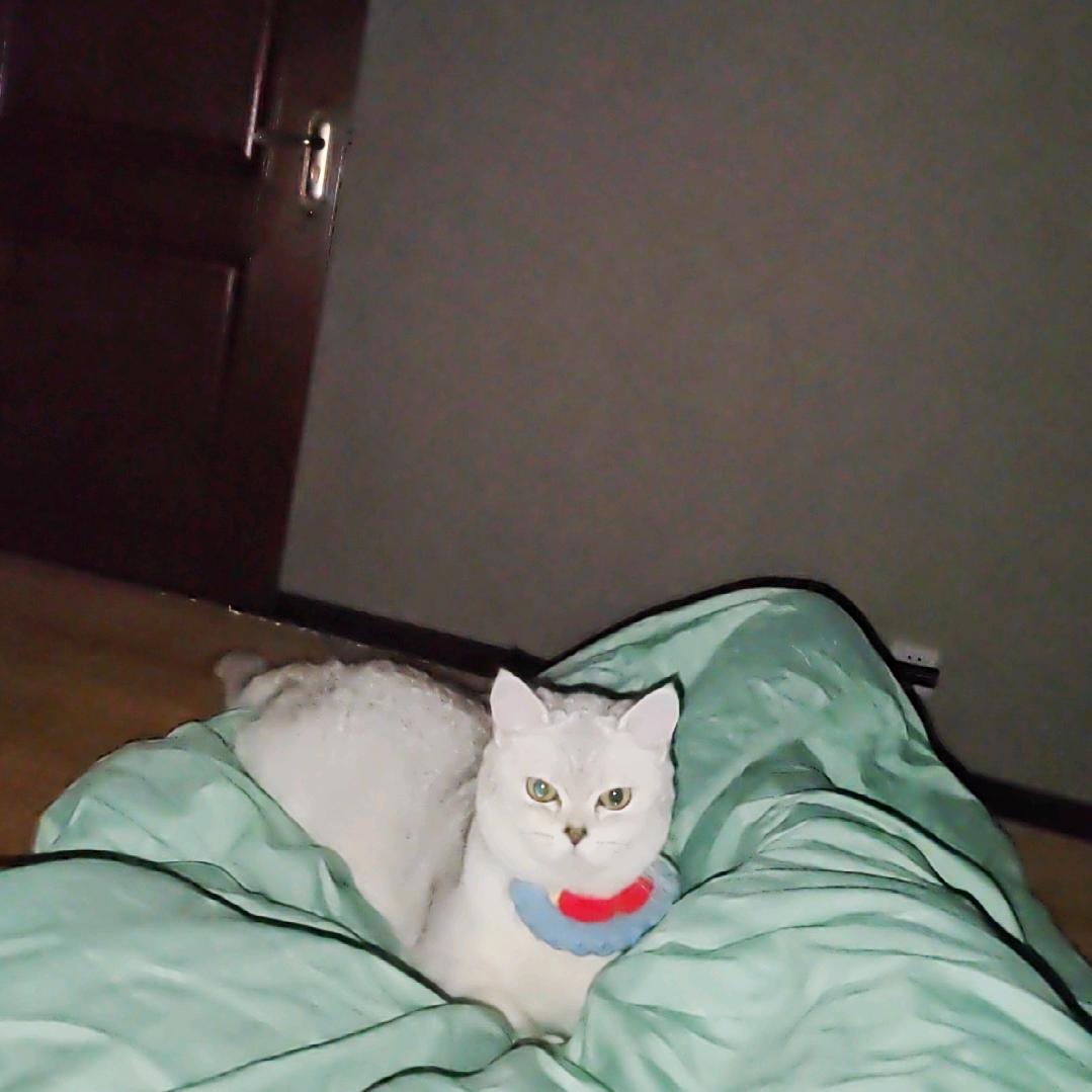 俠（金铲铲）