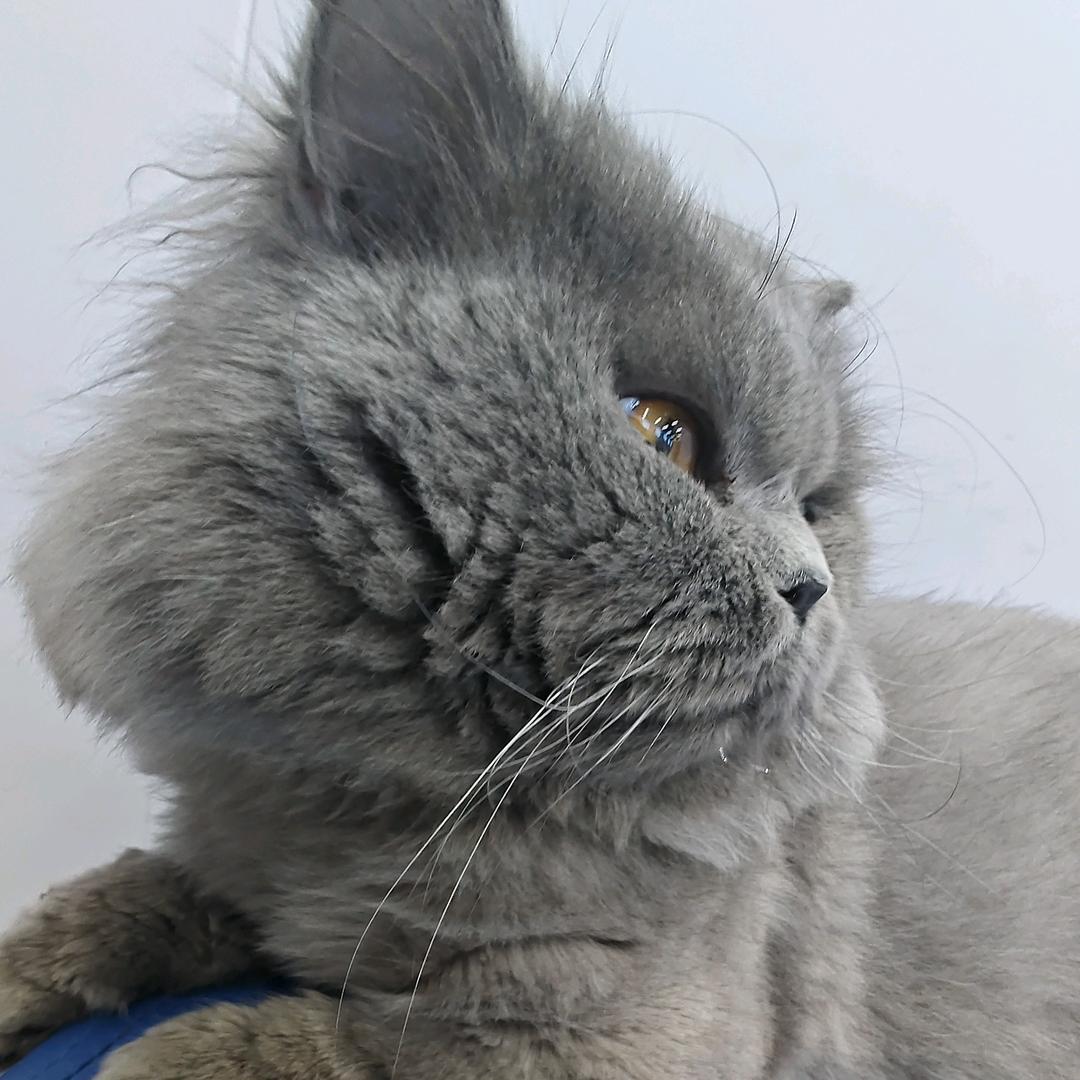 王者荣耀 @元宝