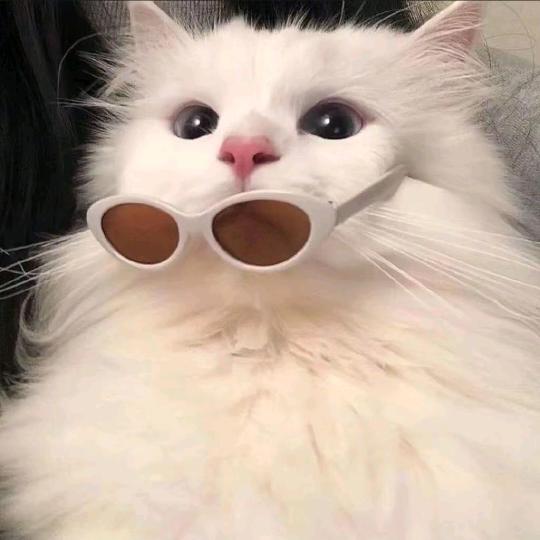 叮叮猫娱乐