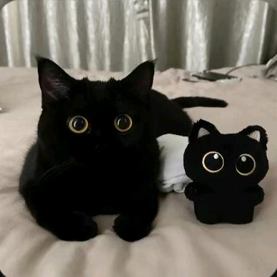 呆呆猫