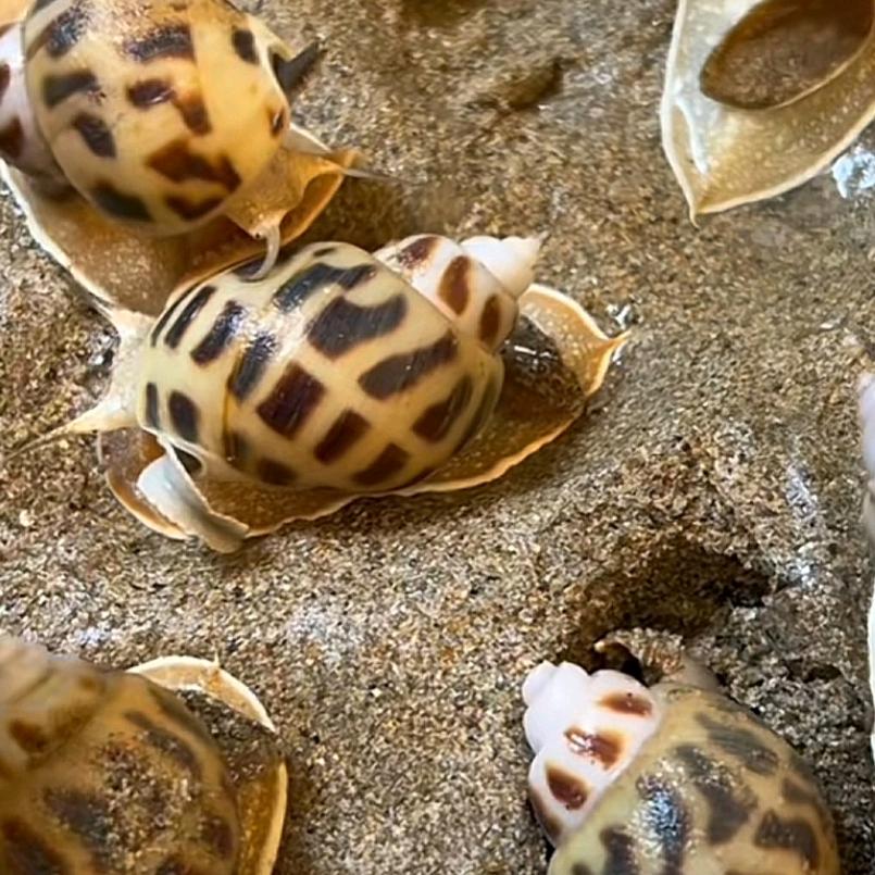 东风螺第一深情