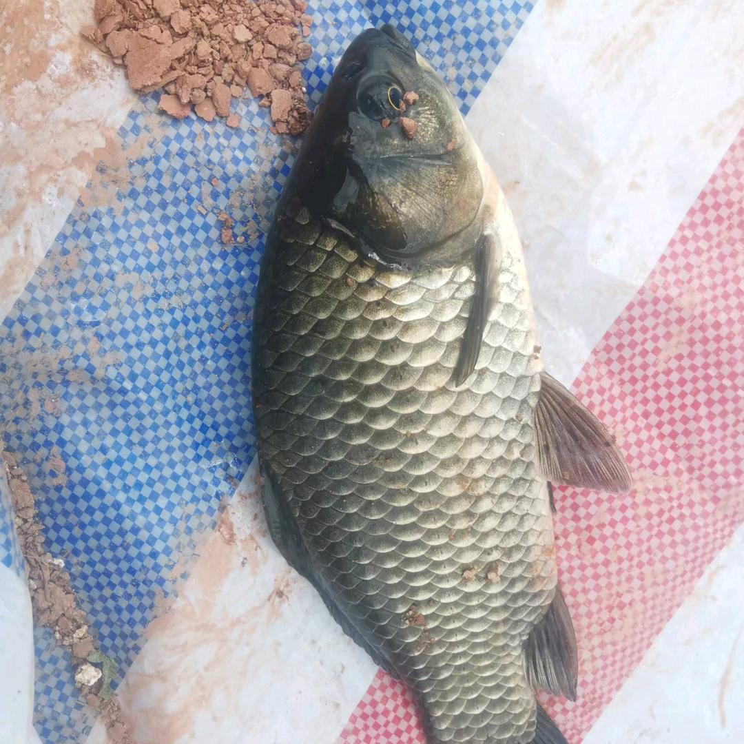 广东顺强鱼苗基地