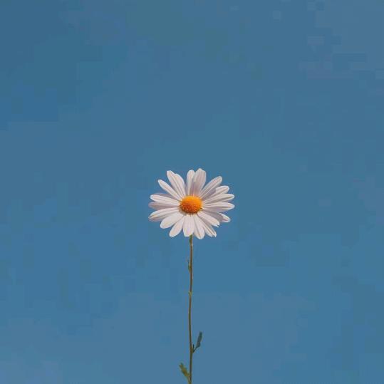 村花