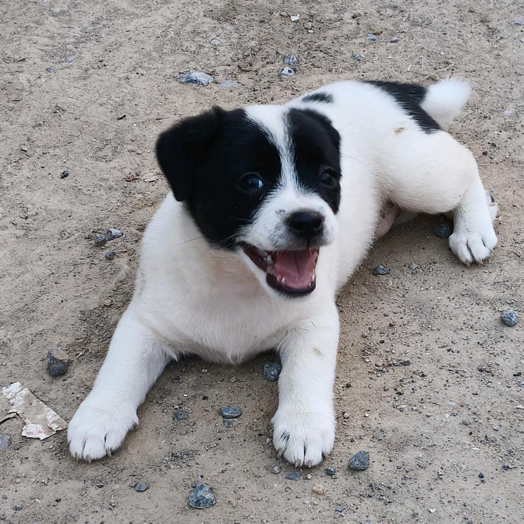 ノ 秋天的落叶 、