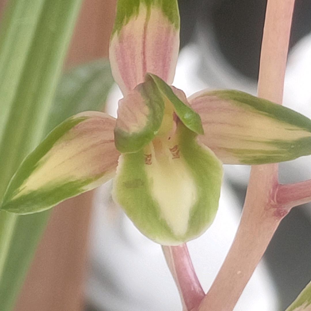 华居苑🌹🌹苑艺