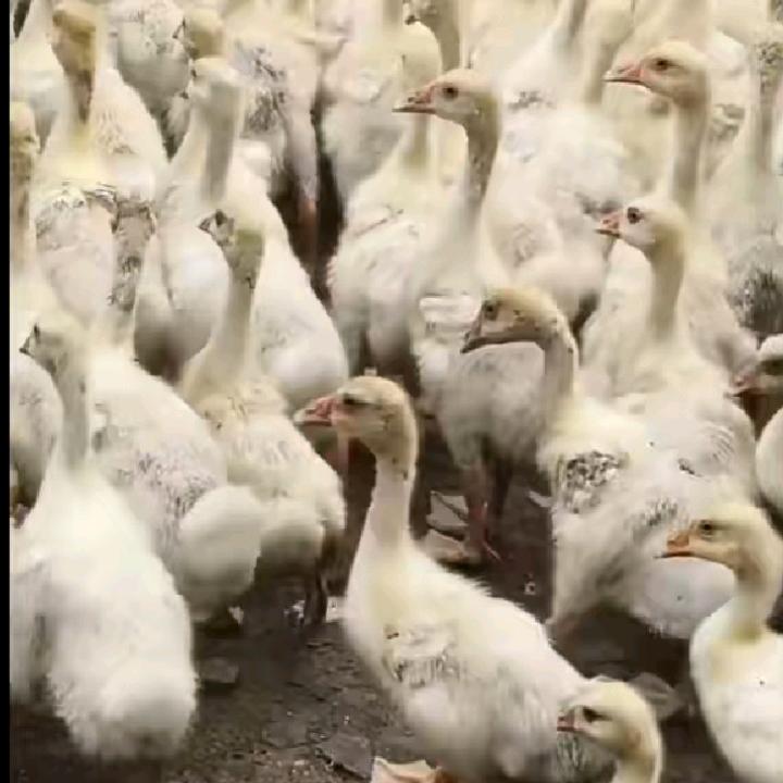 萍萍牧业（不定时开播）