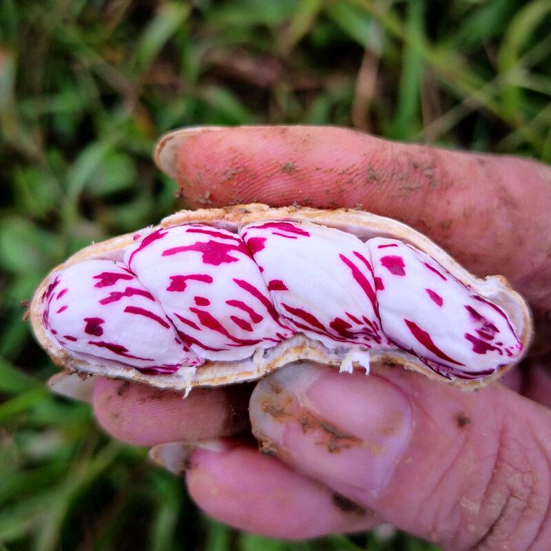 生态农业🌾:山里人家（土特产）