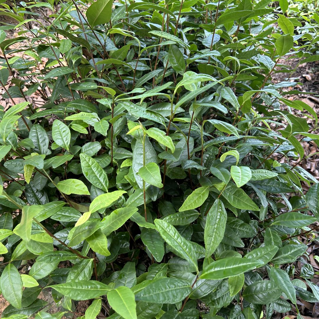 蓝竹茶隐