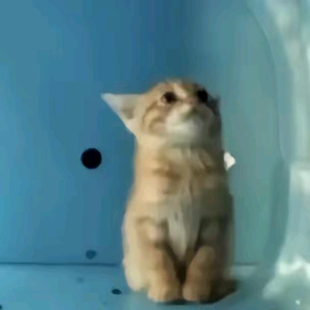 卡卡西秽土转生五条悟（海贼王可以和我扩列