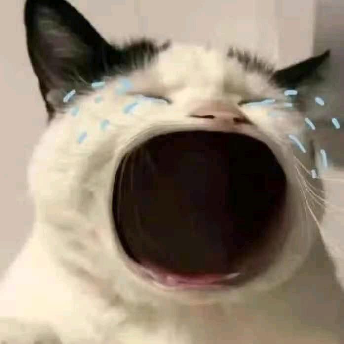 枳实