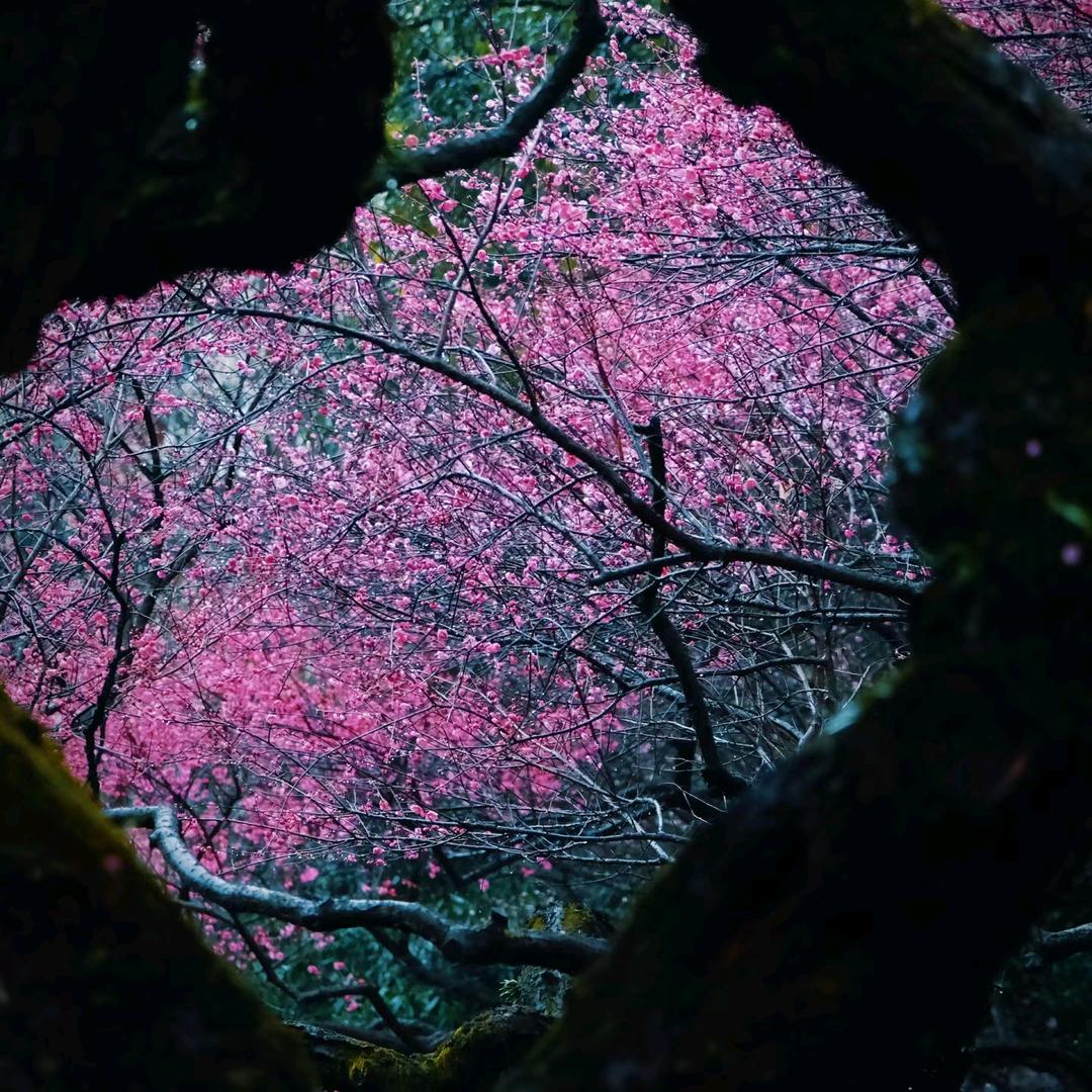 梦璃