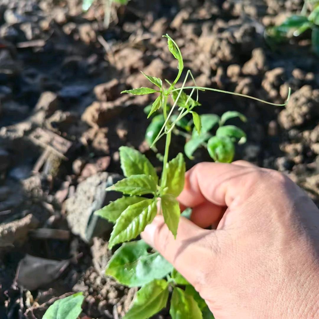 青青～草草☘☘
