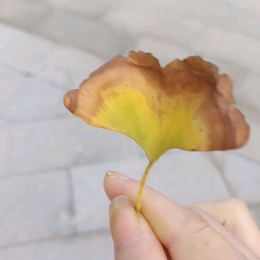 .珍妮